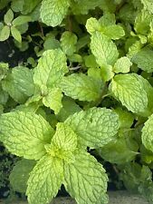 Sweet mint peppermint for sale  Naples