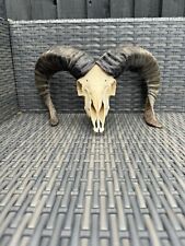Real ram skull for sale  LEICESTER