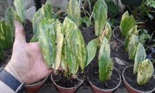 Variegated plant zamioculcas for sale  West Palm Beach