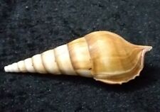 Schnecke m186 strombidae gebraucht kaufen  Kell