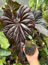 Anthurium moodeanum red for sale  Makawao