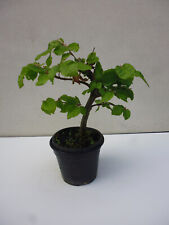 mini bonsai gebraucht kaufen  Freiberg