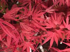 Japanese maple geisha for sale  USA