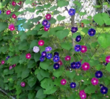 Climber morning glory for sale  CAMELFORD