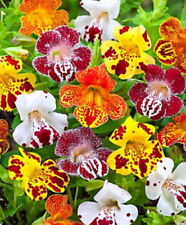 Mimulus tigrinus mix for sale  Shipping to Ireland