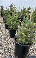 Meyer spruce tree for sale  Tracy