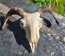 Sheep skull horns for sale  WADEBRIDGE