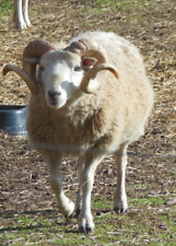Usado, Ram Shetland Blanco de Vellocino Completo casi 2 libras (tiene heno) segunda mano  Embacar hacia Argentina