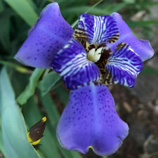 Blue walking iris for sale  Hollywood