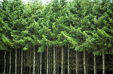 Douglas fir tree for sale  Massillon