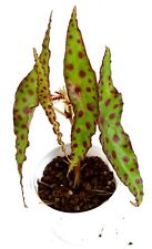 Terrarium plant begonia for sale  San Jose