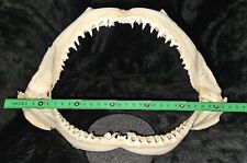 Lemon shark jaw for sale  DARTFORD