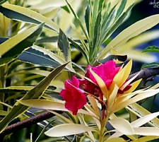 Red variegated oleander for sale  Shipping to Ireland