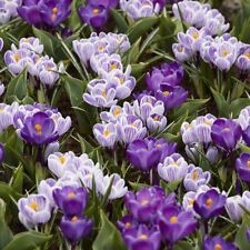 crocus bulbs for sale  CAMBRIDGE