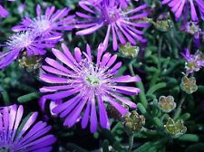 Ice plant flower for sale  Shipping to Ireland