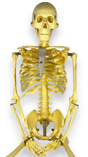 Teaching skeleton display for sale  House Springs