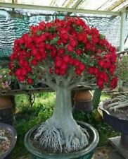 Caudex bonsai desert for sale  Irvine
