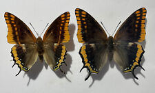 CHARAXES JASIUS SEPTENTRIONALIS*****pair*****Spain for sale  Shipping to South Africa