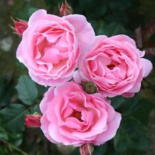 Rose bush queen for sale  WISBECH