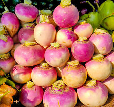 Purple top turnip for sale  Minneapolis