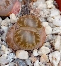 Lithops coleorum c396 for sale  CHESTER