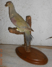 Ancienne taxidermie oiseau d'occasion  France