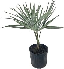 Silver bismarck palm for sale  USA