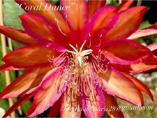 Epiphyllum coral dance d'occasion  Chartres