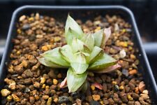 Succulent - Haworthia 'Korizatonishiki' for sale  Shipping to South Africa