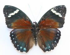 Butterfly male euphaedra for sale  Shipping to Ireland