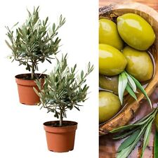 Olive trees mature for sale  GLASGOW
