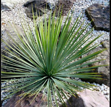 Yucca rostrata plant for sale  DURHAM