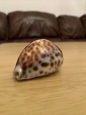 Tiger cowrie seashell for sale  LONDON