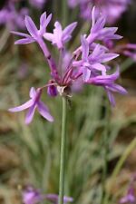 Tulbaghia violacea silver for sale  WALLINGFORD