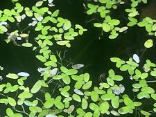 pond weed for sale  Ireland