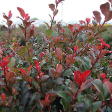 Photinia little red for sale  IPSWICH