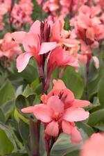 Pack canna lily for sale  Shipping to Ireland