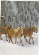 Haflinger postcard unposted for sale  ROCHESTER