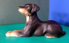 Lovely dobermann pinscher for sale  SHEFFIELD