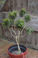 Buchsbaum formschnitt bonsai gebraucht kaufen  Hesel