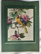 Cecil golding bird for sale  Wentzville