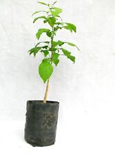 Planta Bael Patra Bilva 2 plantas vivas comprimento 15-20 polegadas plantio jardim Bel plantas comprar usado  Enviando para Brazil