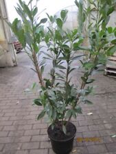 Prunus laurocerasus caucasica - ciliegio alloro caucasico, usato usato  Spedire a Italy