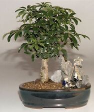 Hawaiian umbrella bonsai for sale  Patchogue