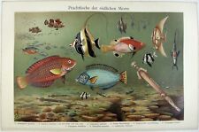 Tropical fish southern for sale  Sayville