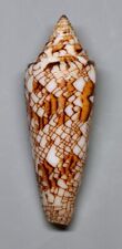 Conchiglie conus sumbawaensis usato  Sassari