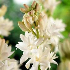 Fragrant polianthes tuberosa for sale  Shipping to Ireland