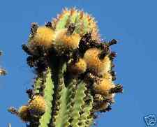 50 Pachycereus Pecten-Aboriginum Baja California Seeds korn for sale  Shipping to South Africa