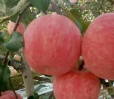 Red fuji apple for sale  Riverdale