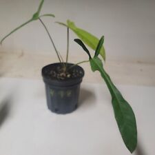 Philodendron leland miyano for sale  Koloa